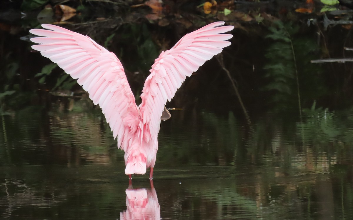 Roseate Spoonbill - ML625168406