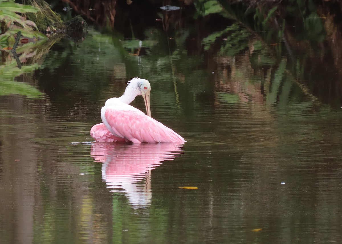 Roseate Spoonbill - ML625168407