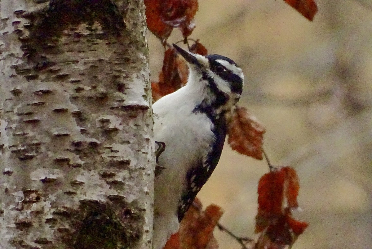 Hairy Woodpecker - ML625168411