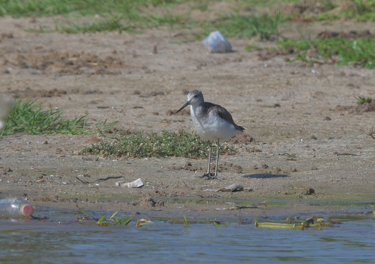 Common Greenshank - ML625168419