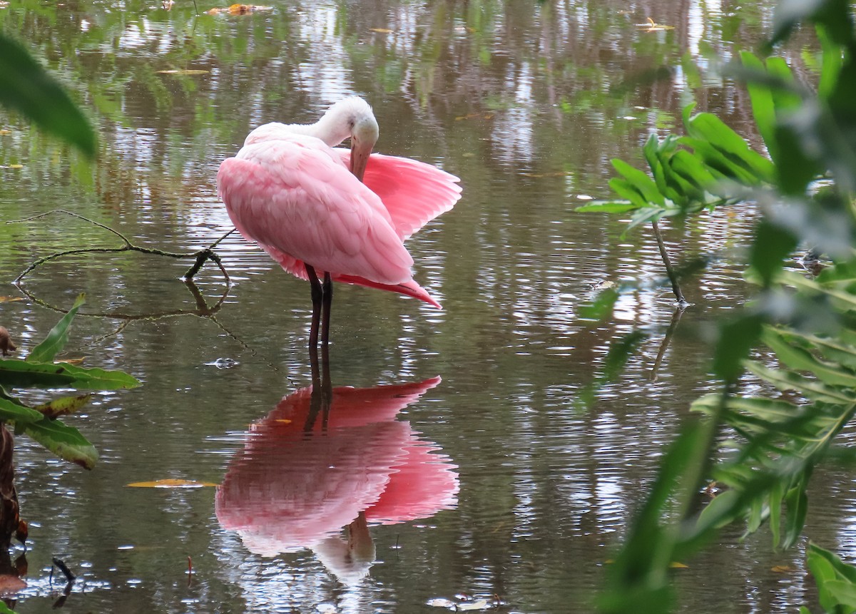 Roseate Spoonbill - ML625168470