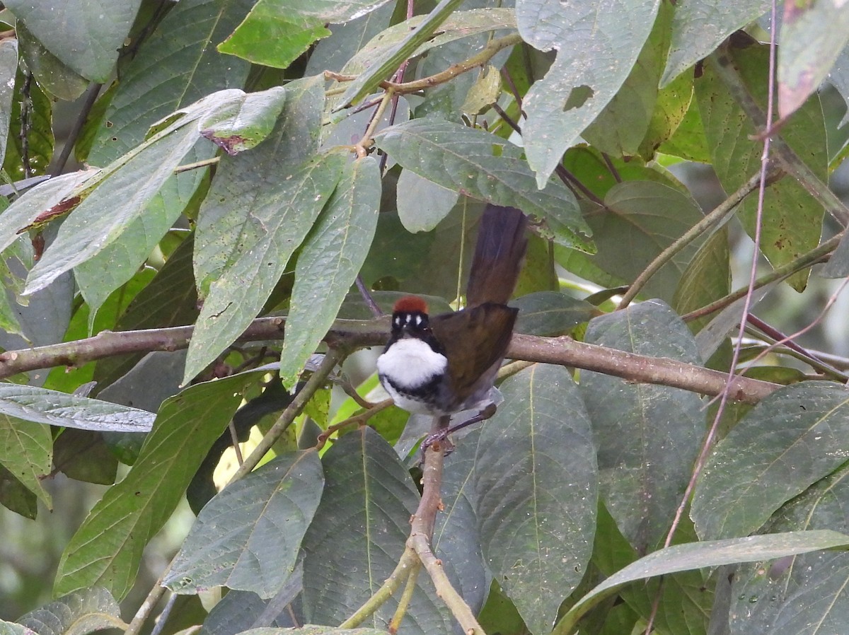 Chestnut-capped Brushfinch - ML625168598