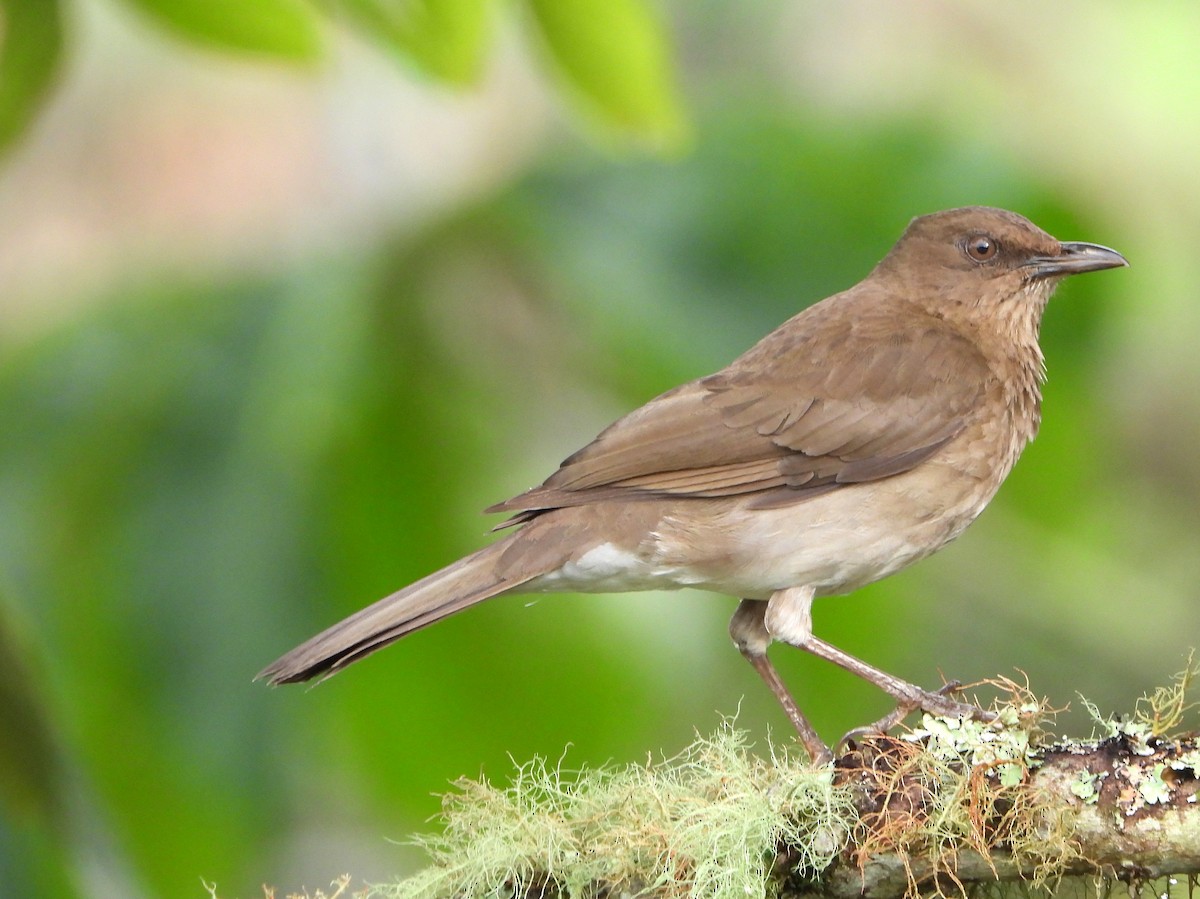 Black-billed Thrush - ML625168600