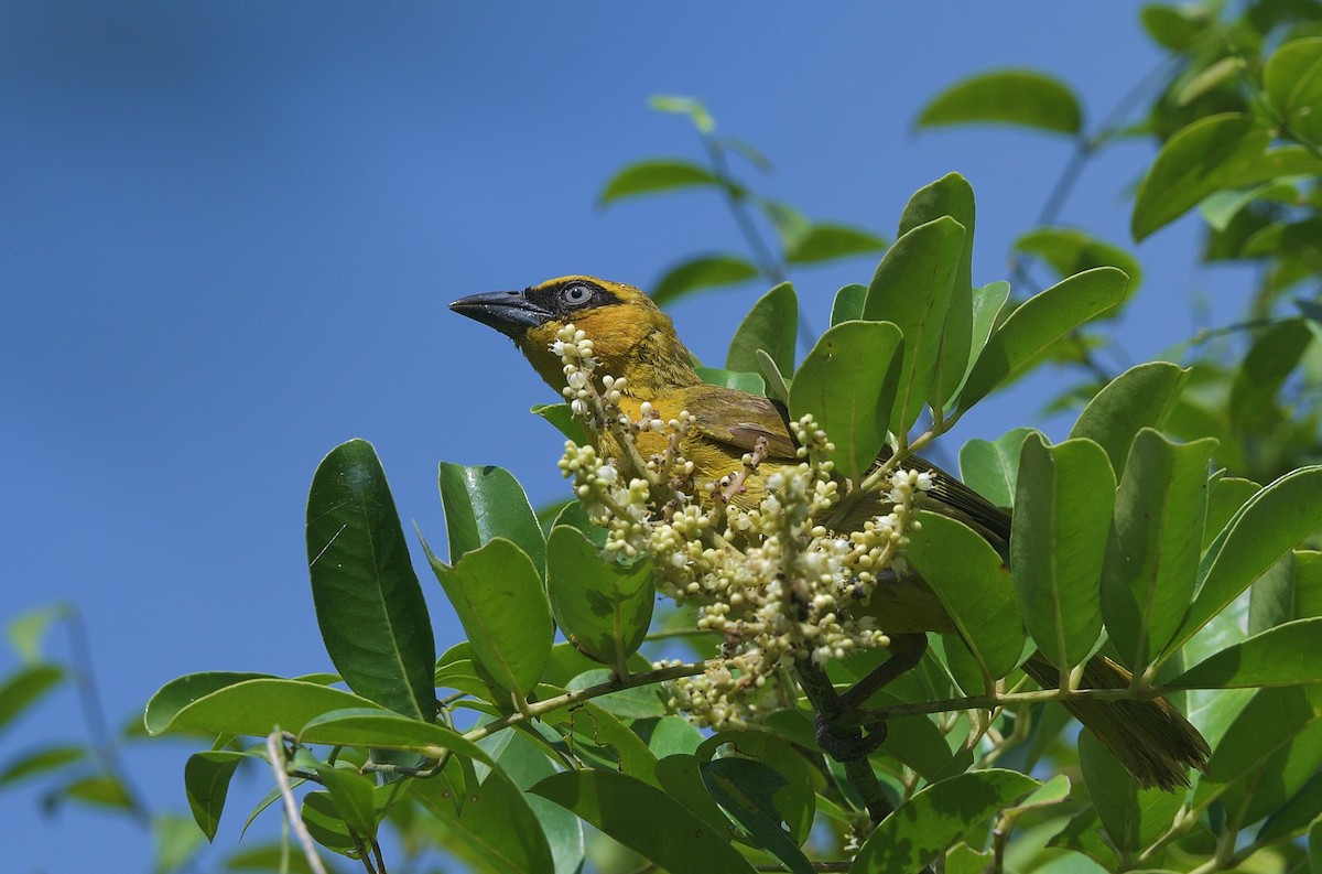 Olive-naped/Black-necked Weaver - ML625168730