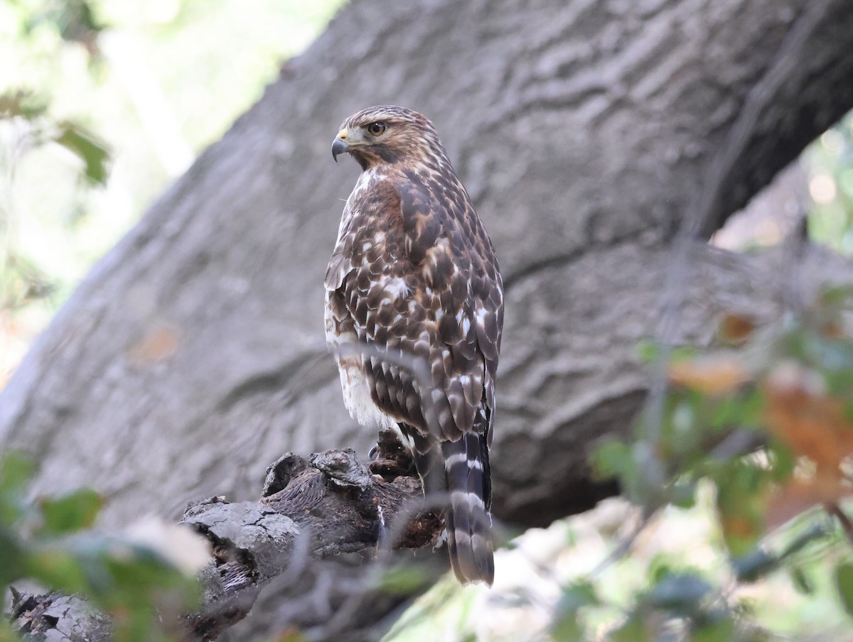 Red-shouldered Hawk (elegans) - ML625168740