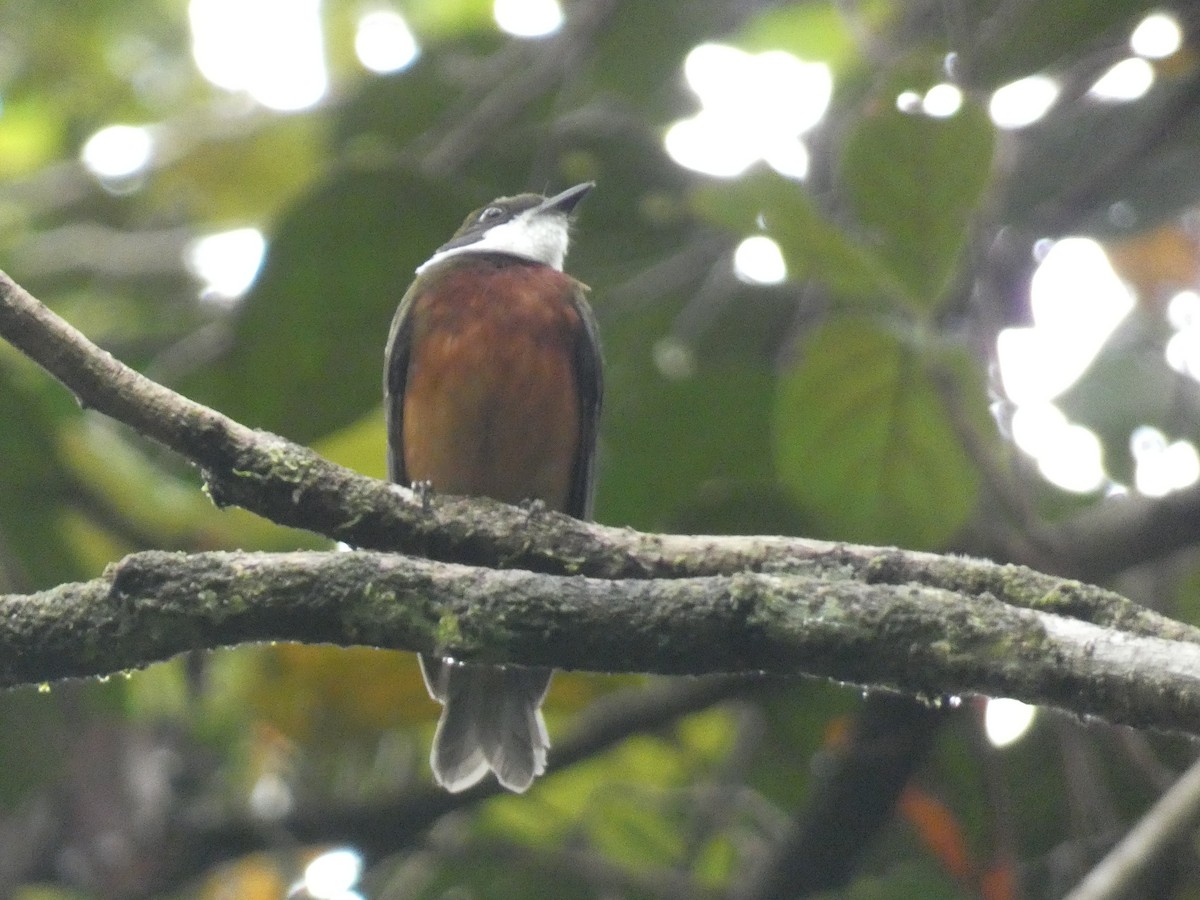 Yellow-crowned Manakin - ML625168883