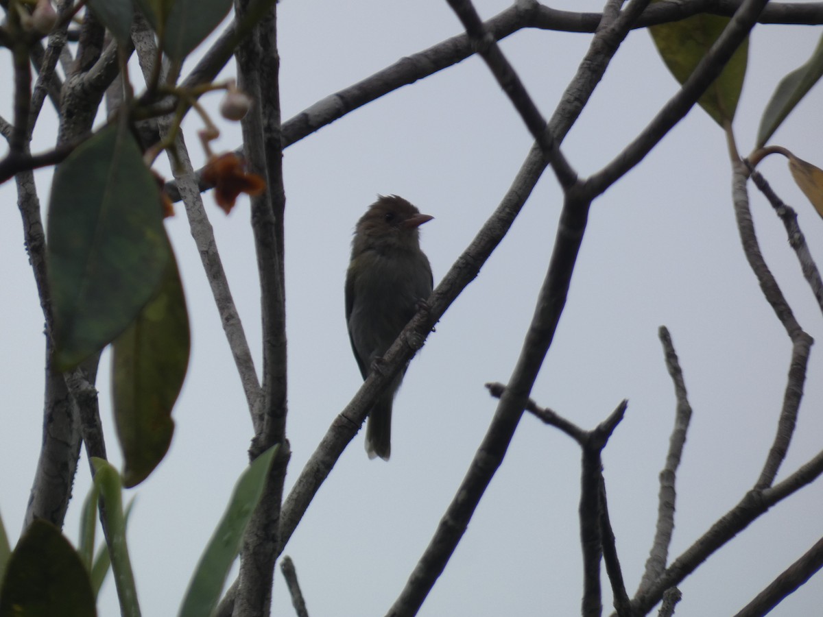Brown-headed Greenlet - ML625168939