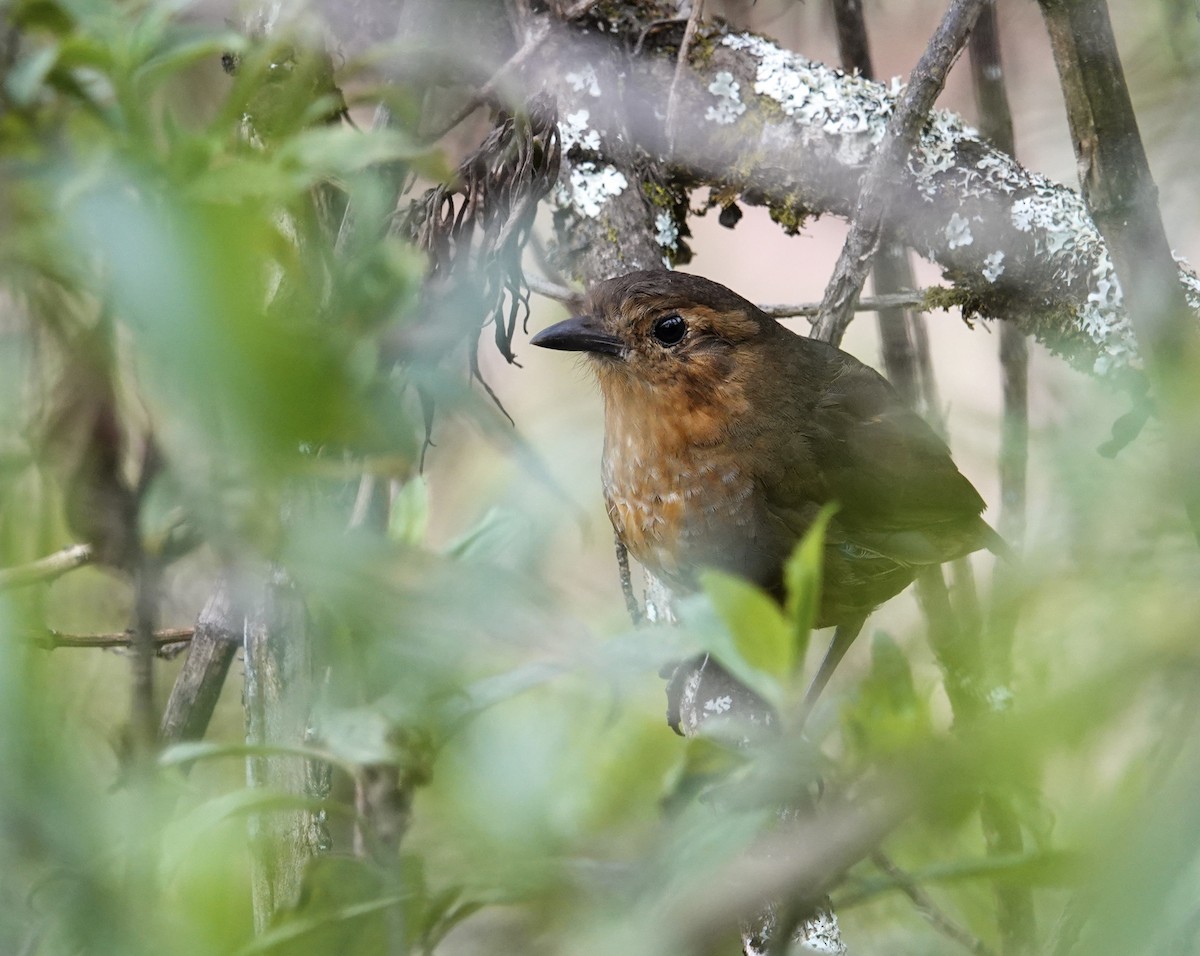 Atuen Antpitta - ML625168989