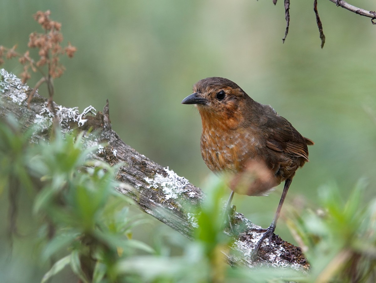 Atuen Antpitta - ML625168991