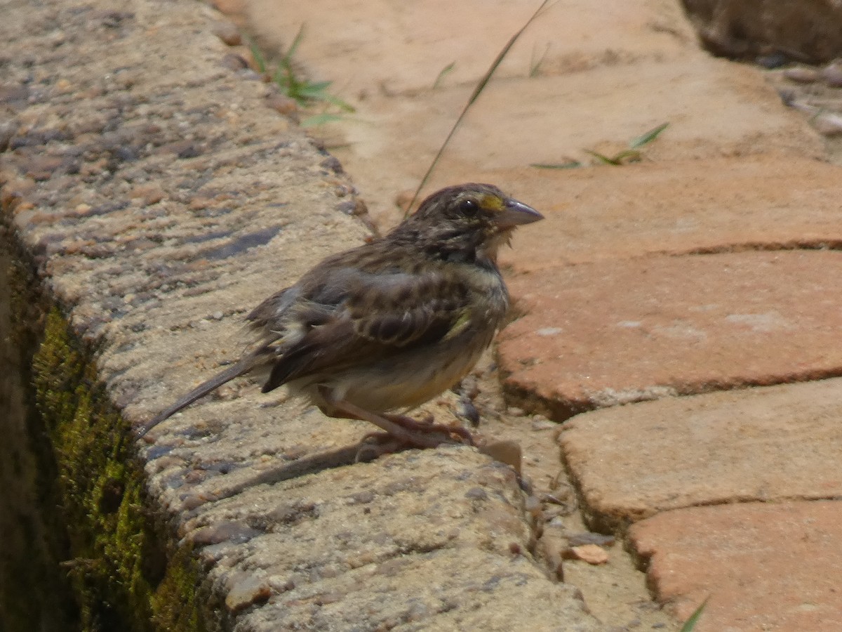 Yellow-browed Sparrow - ML625169001