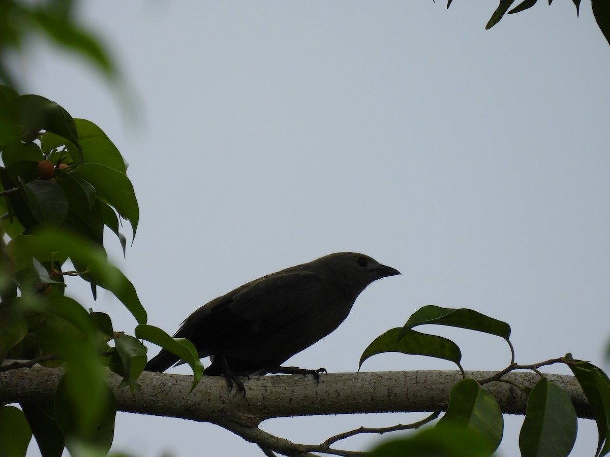 Palm Tanager - ML625169053