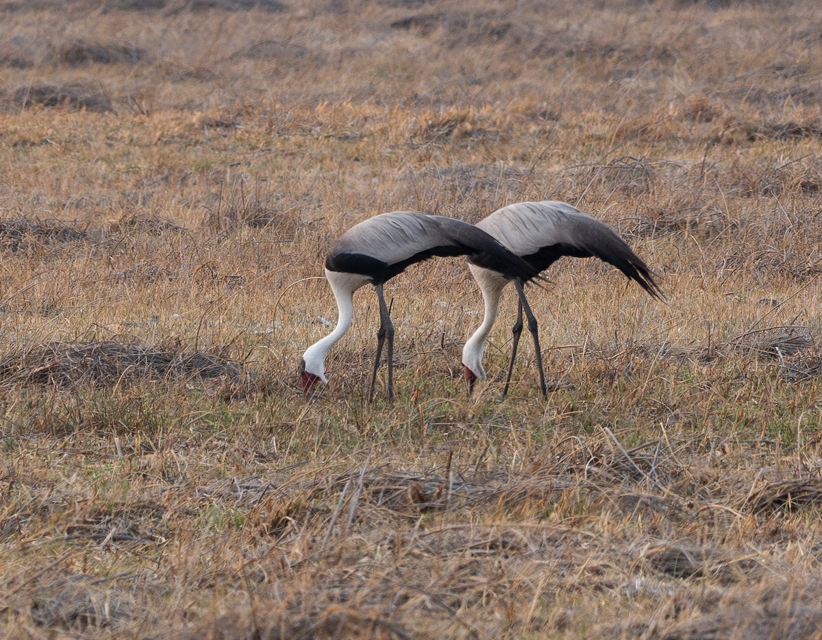 Wattled Crane - ML625169120