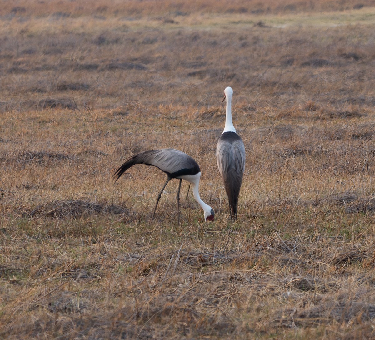 Wattled Crane - ML625169121