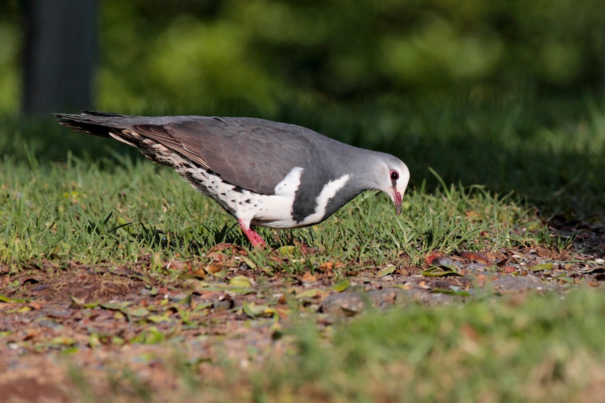 Wonga Pigeon - Geoff Malosh