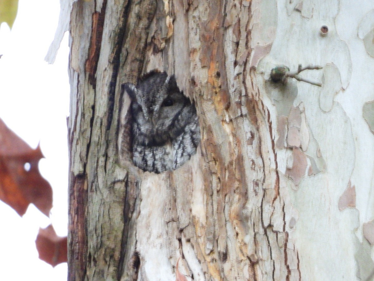 Eastern Screech-Owl - ML625169257