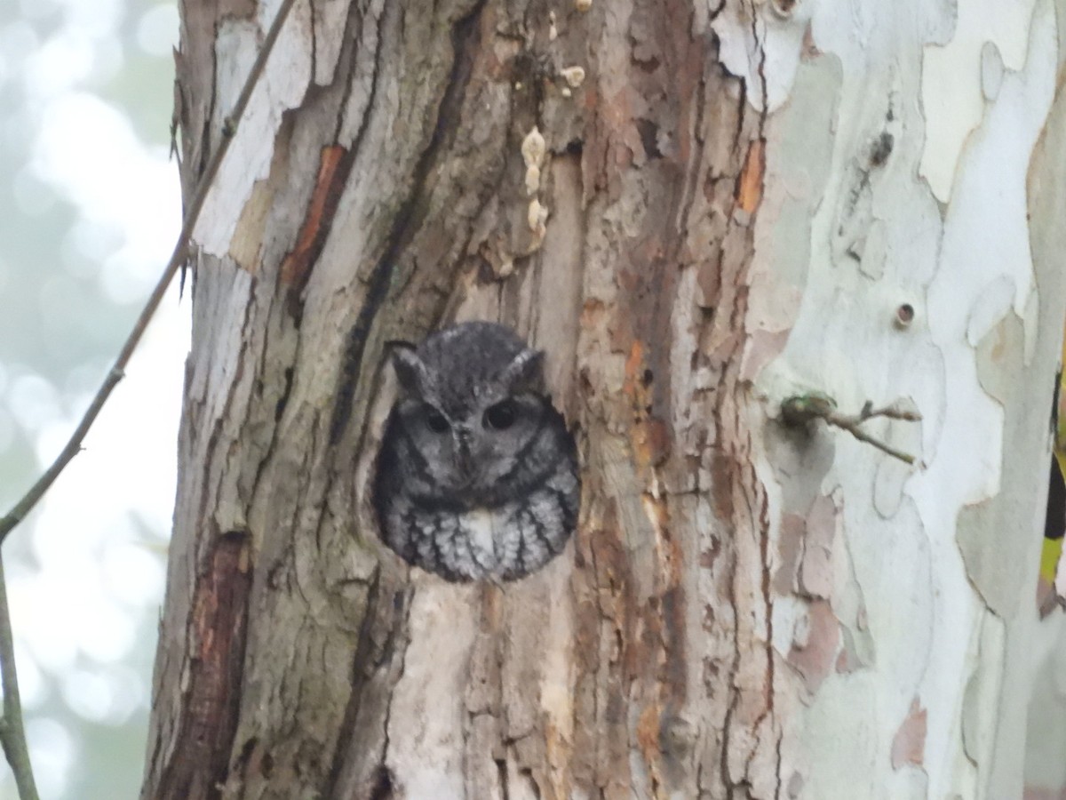 Eastern Screech-Owl - ML625169371