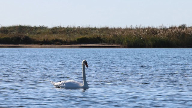 Mute Swan - ML625169424