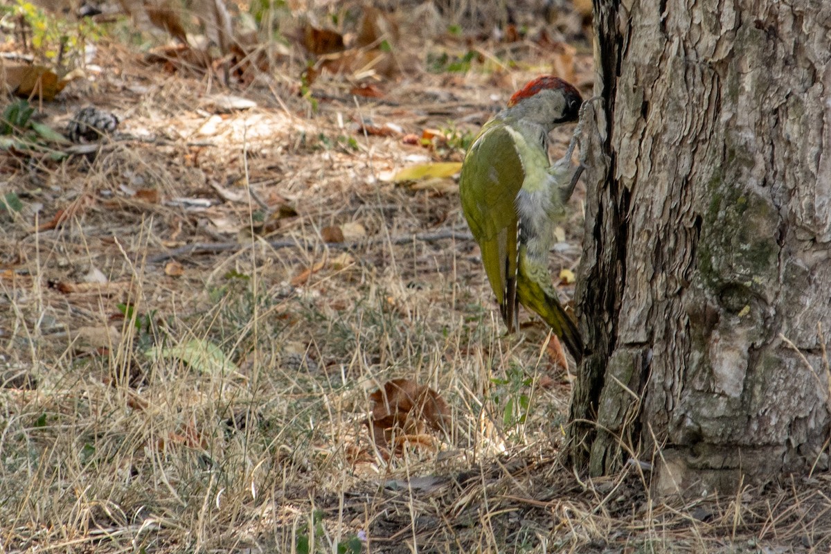 Eurasian Green Woodpecker - ML625169596