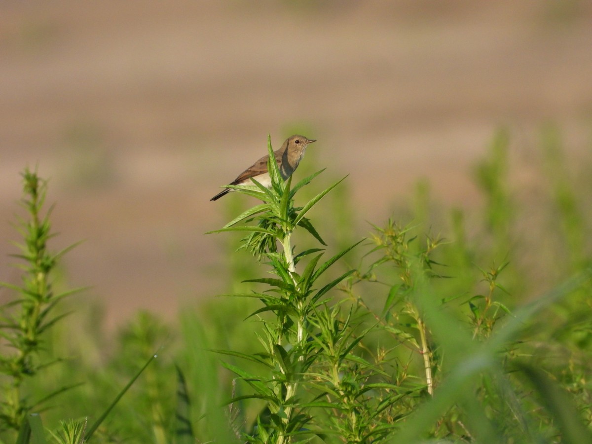 Dormilon fluviatile - ML625169636