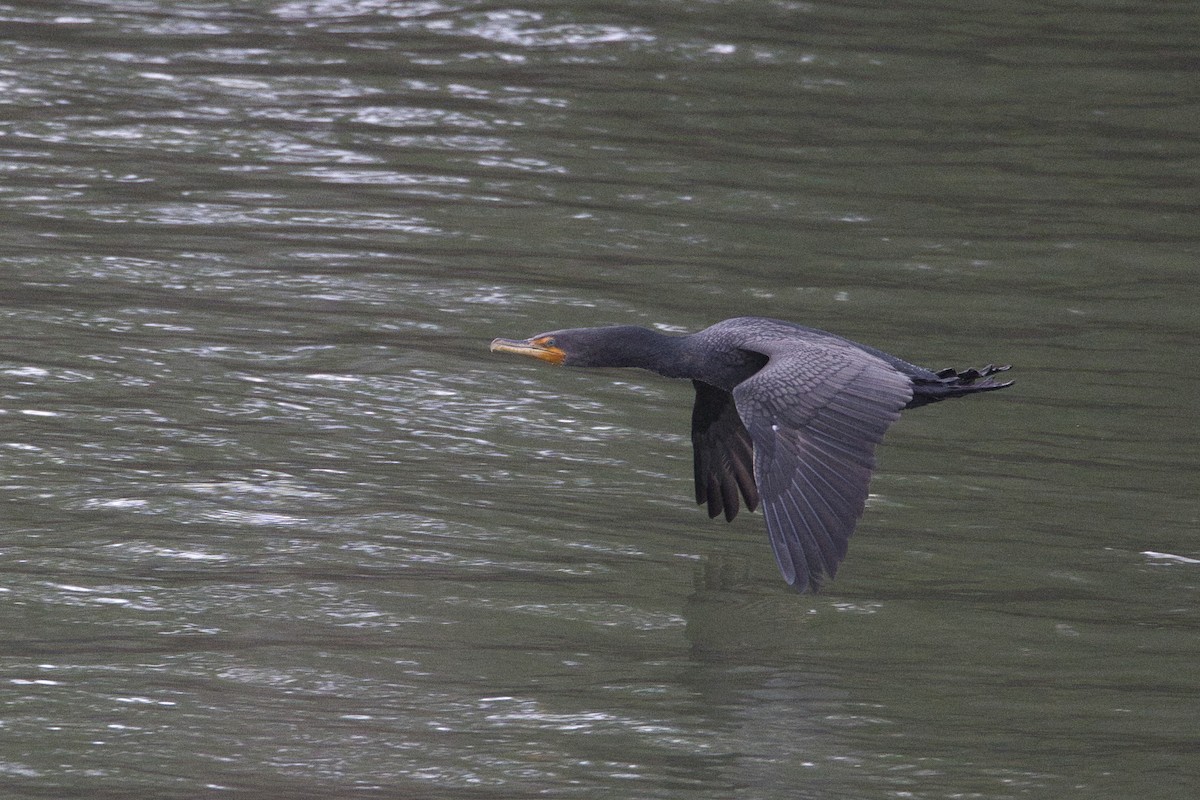Double-crested Cormorant - ML625169748