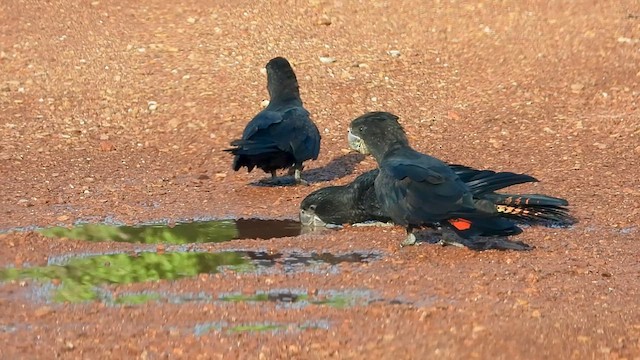 アカオクロオウム - ML625169822