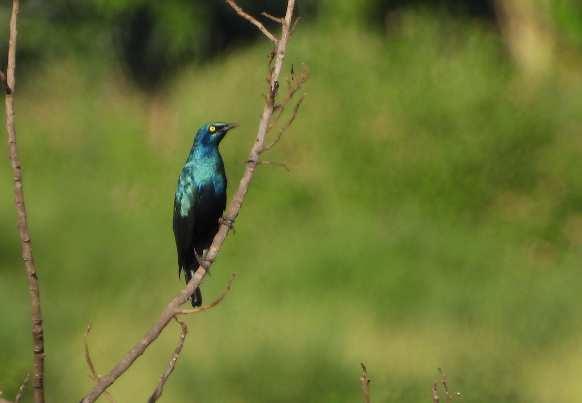 Greater Blue-eared Starling - ML625169835