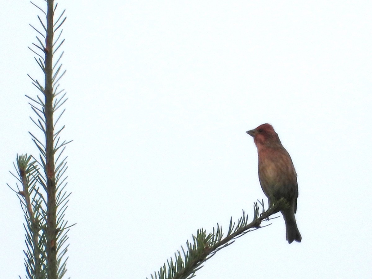 Purple Finch (Western) - ML625169895