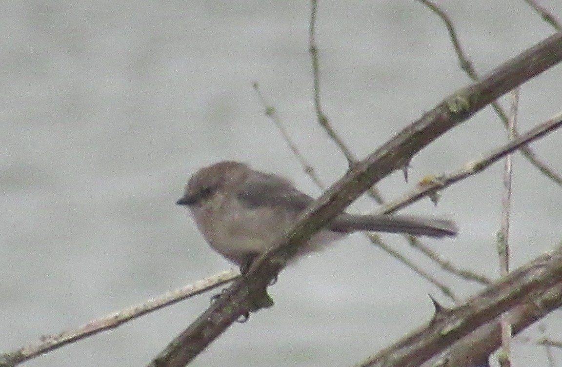 Bushtit - ML625170006