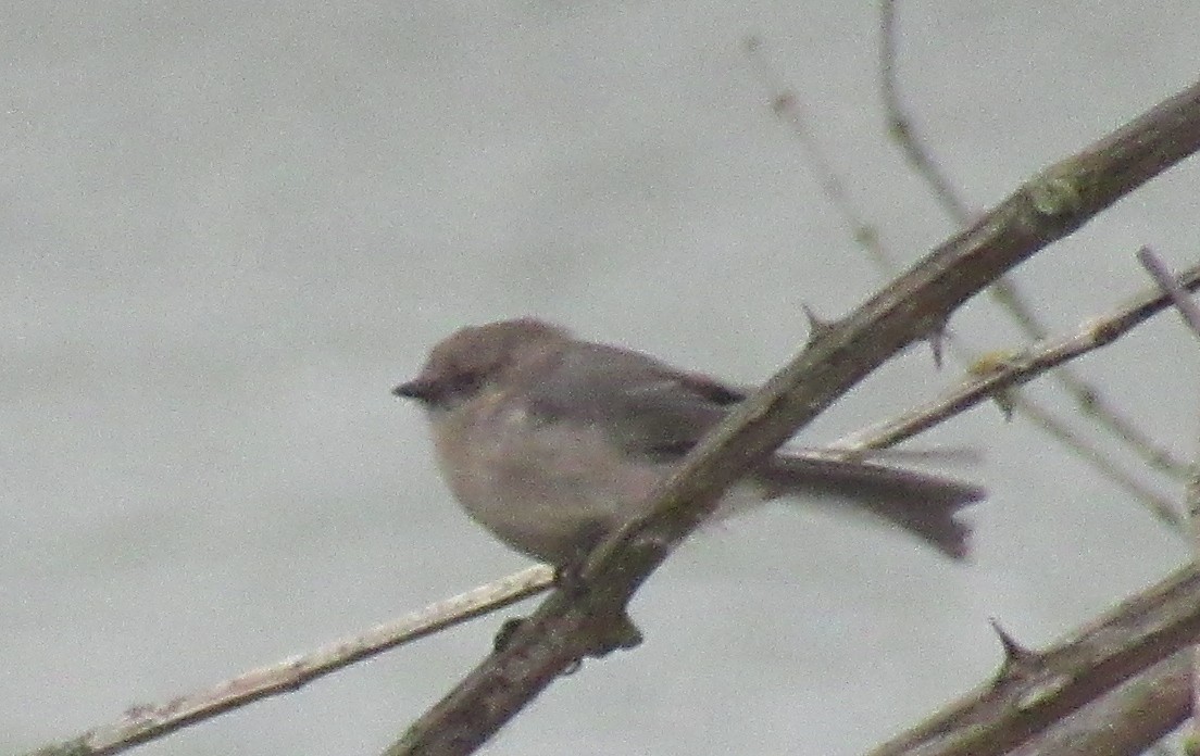 Bushtit - ML625170007