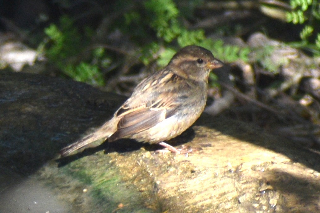 House Sparrow - ML625170177