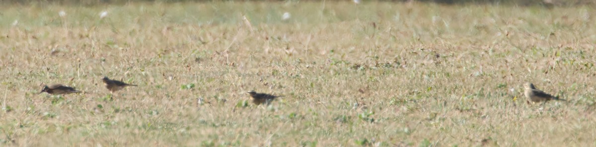 American Pipit - ML625170269