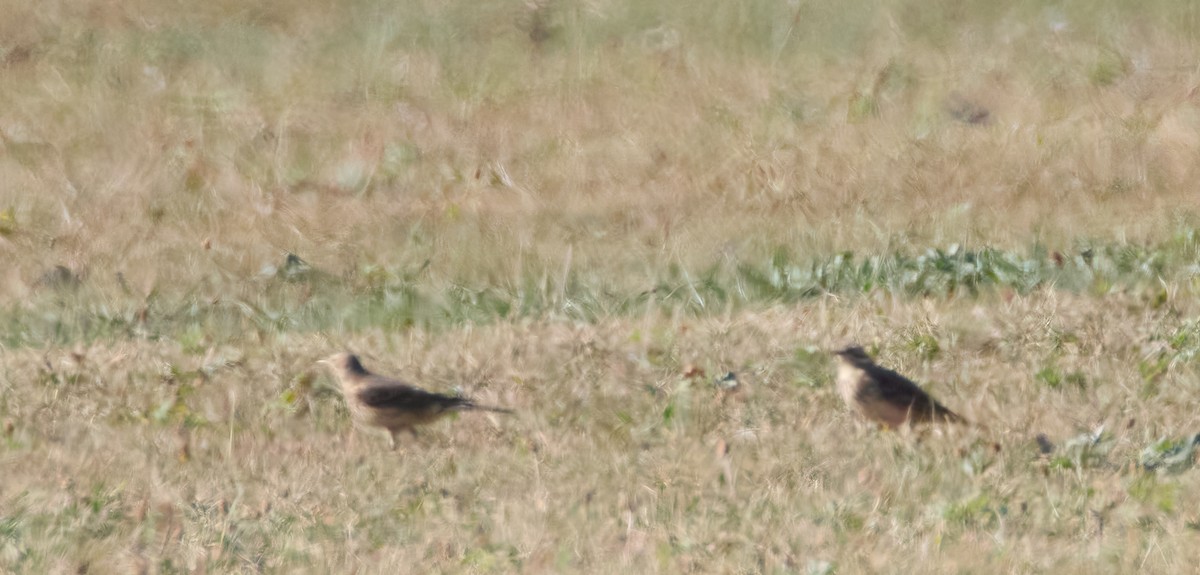 American Pipit - ML625170270