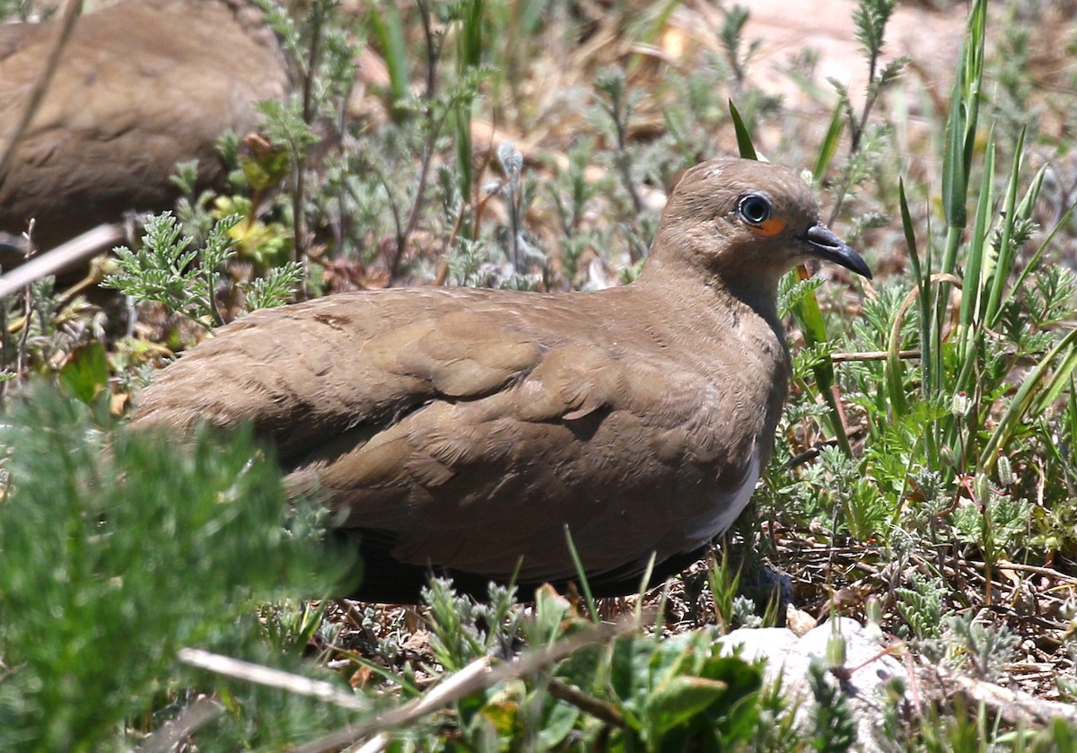 Colombe à ailes noires - ML625170365