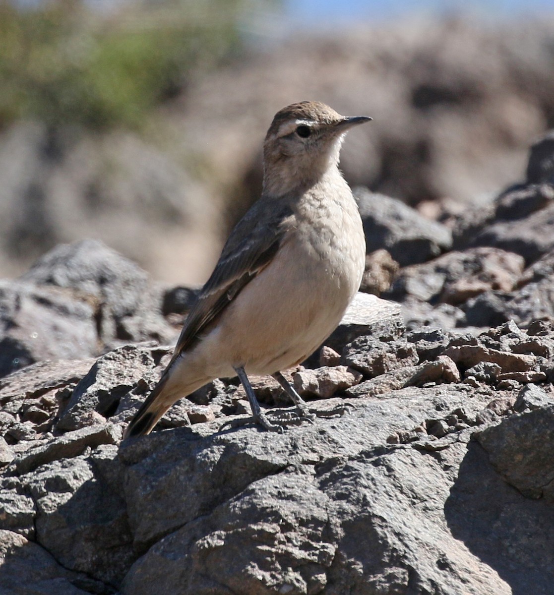 Géositte à ailes rousses - ML625170369