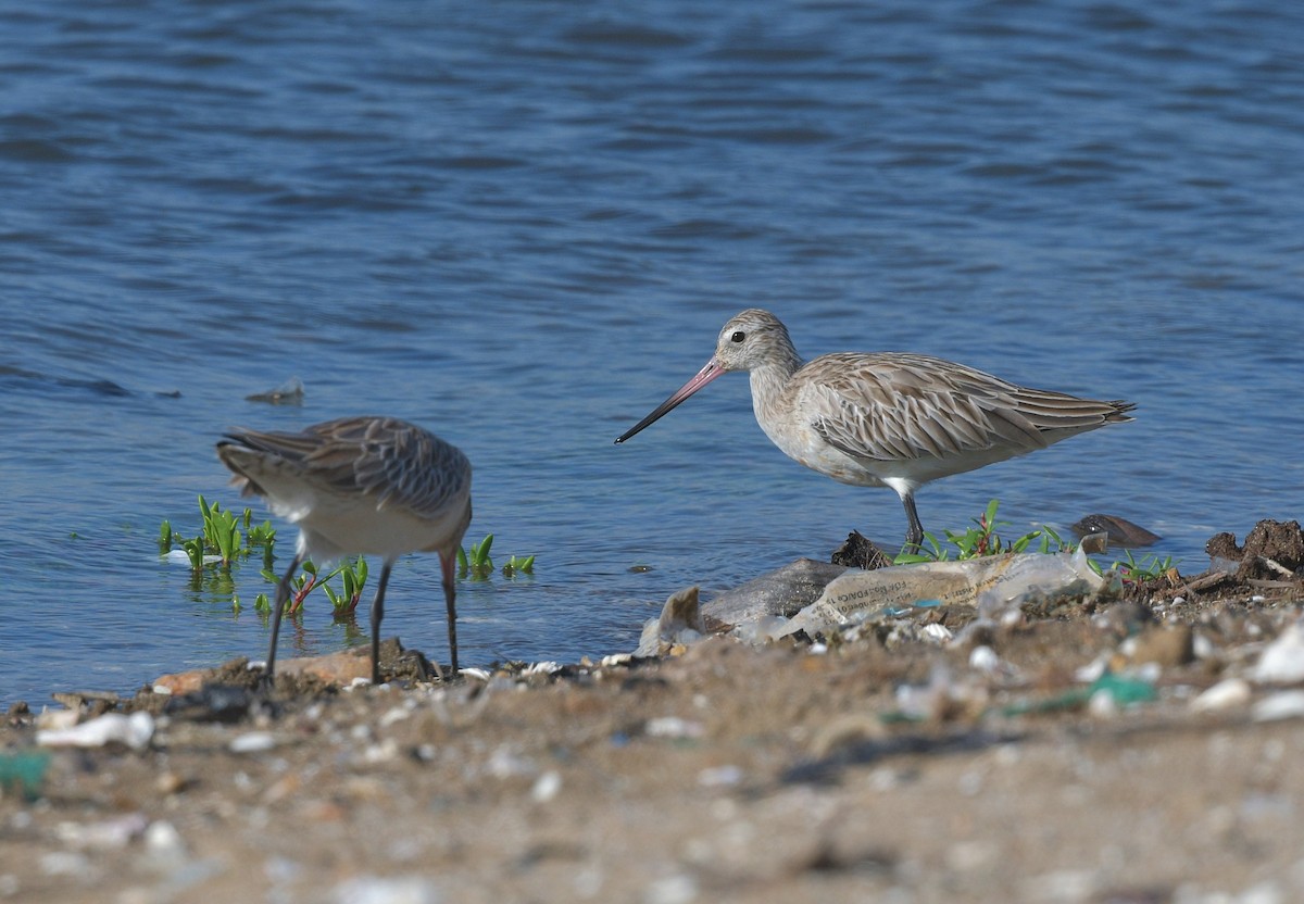 Black-tailed Godwit - ML625170516