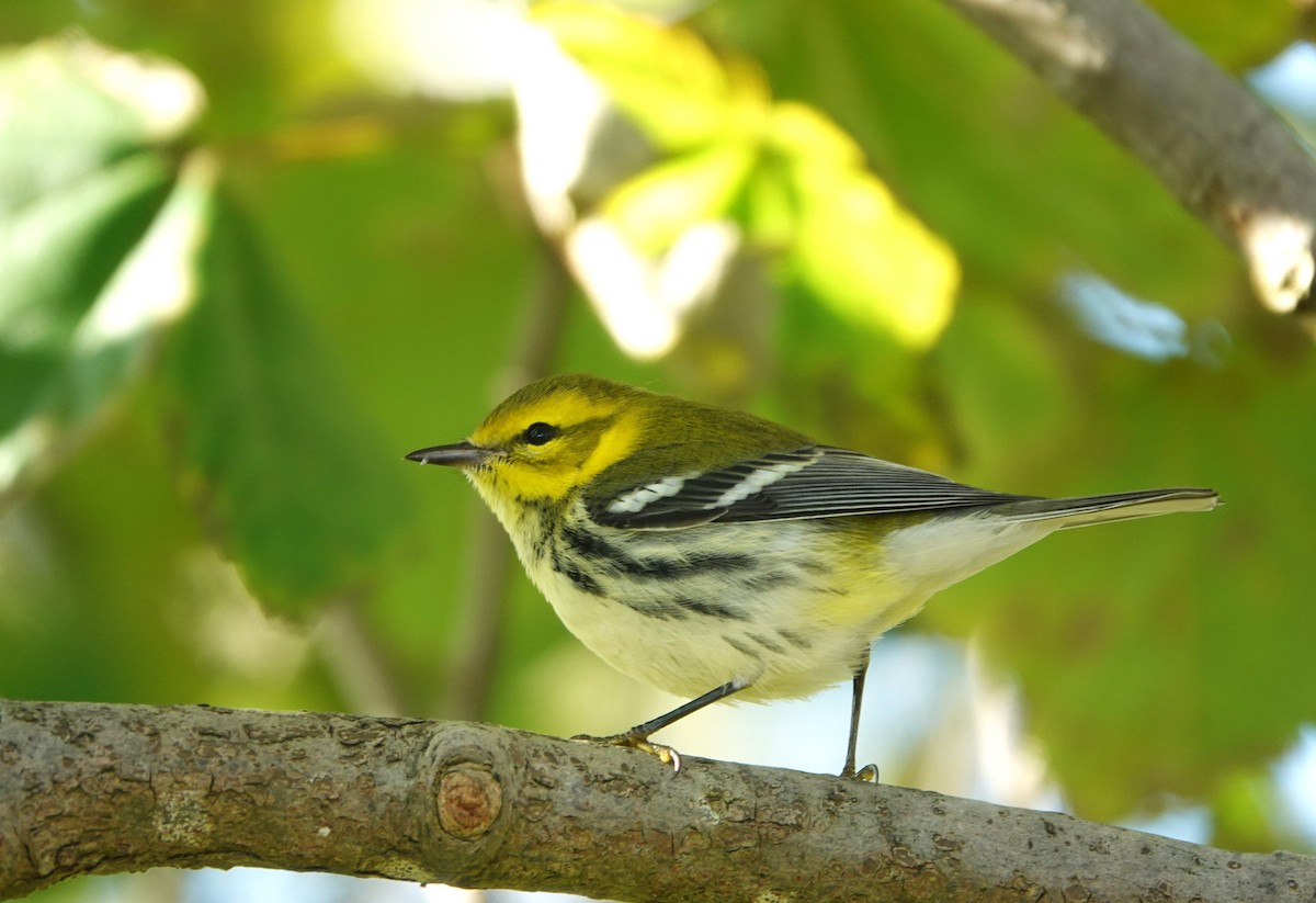 Black-throated Green Warbler - ML625170520