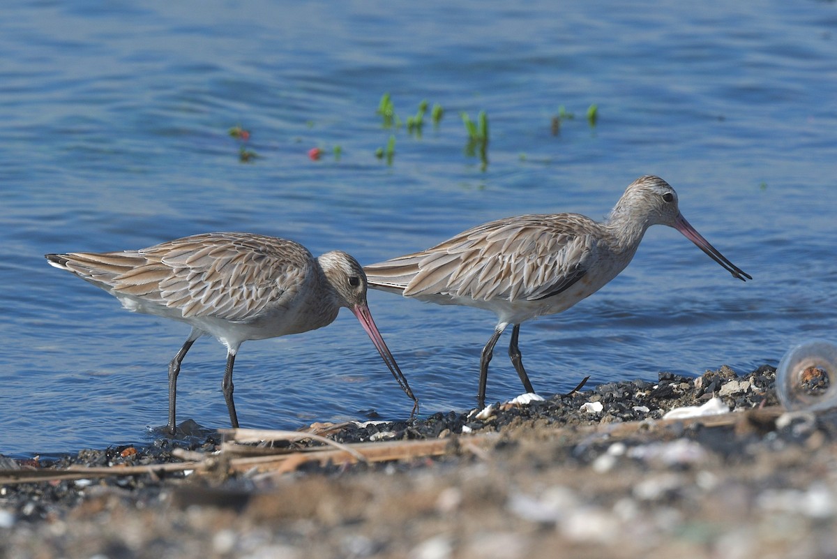 Black-tailed Godwit - ML625170530