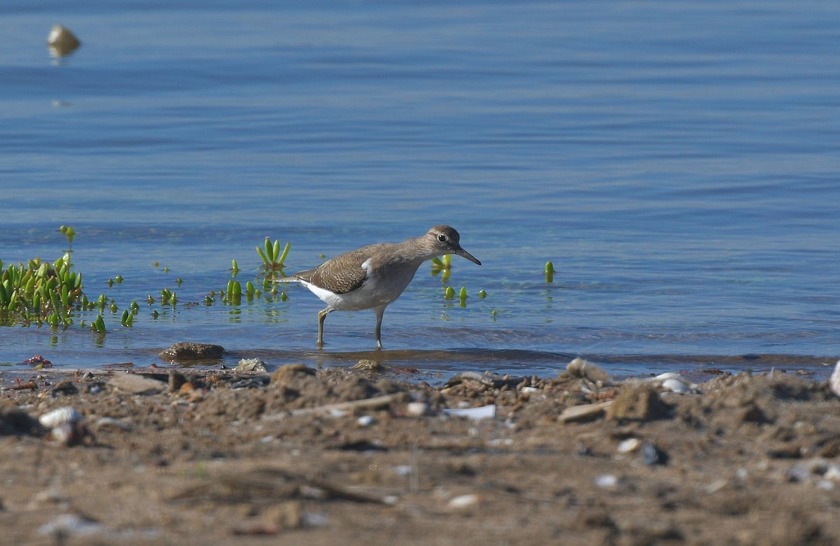 Common Sandpiper - ML625170538