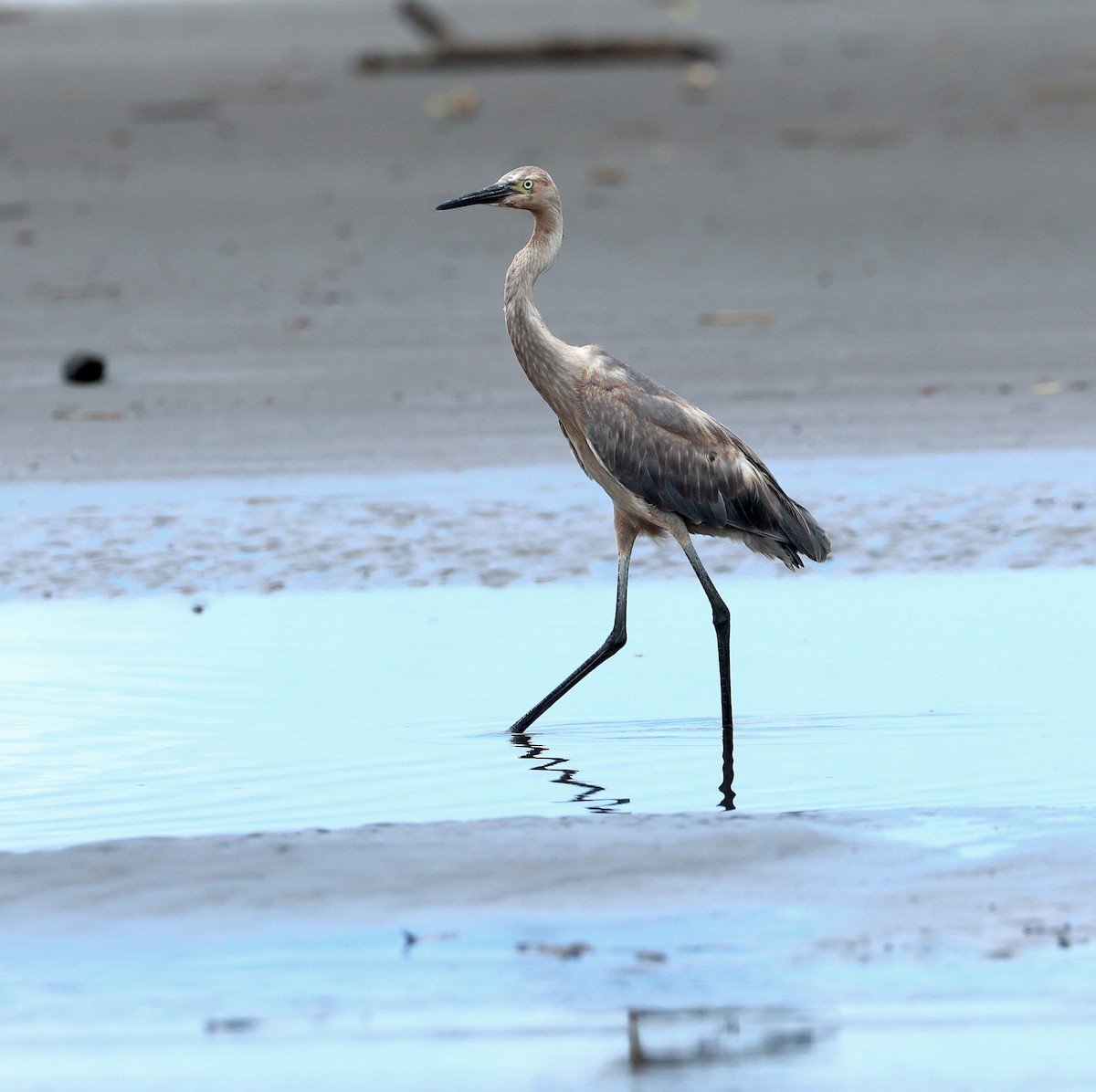 Reddish Egret - ML625170569