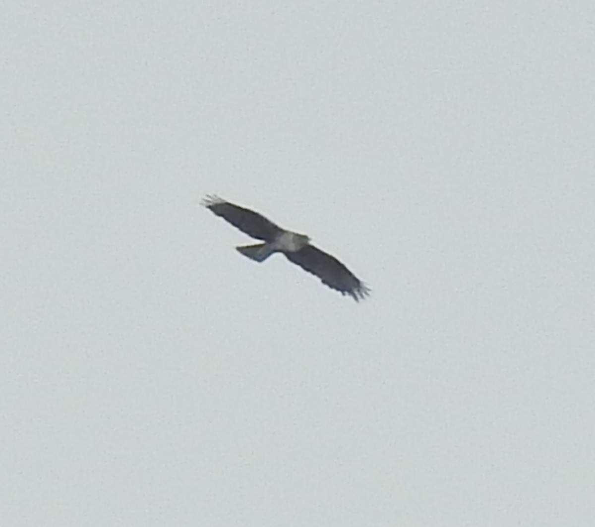 Харсун бүргэд - ML625170695