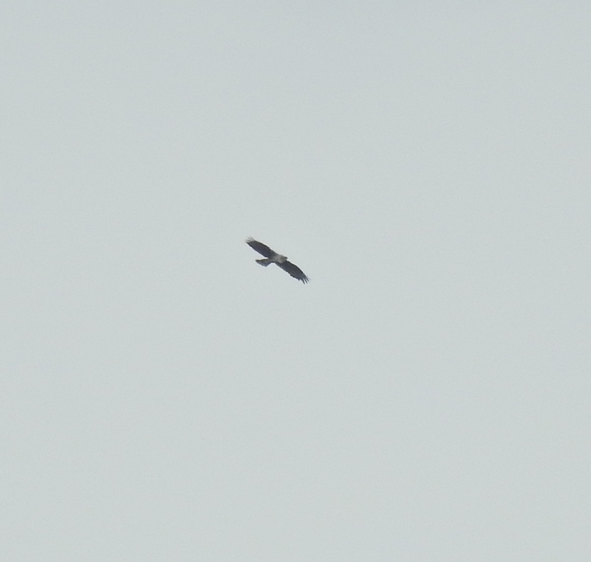 Харсун бүргэд - ML625170696