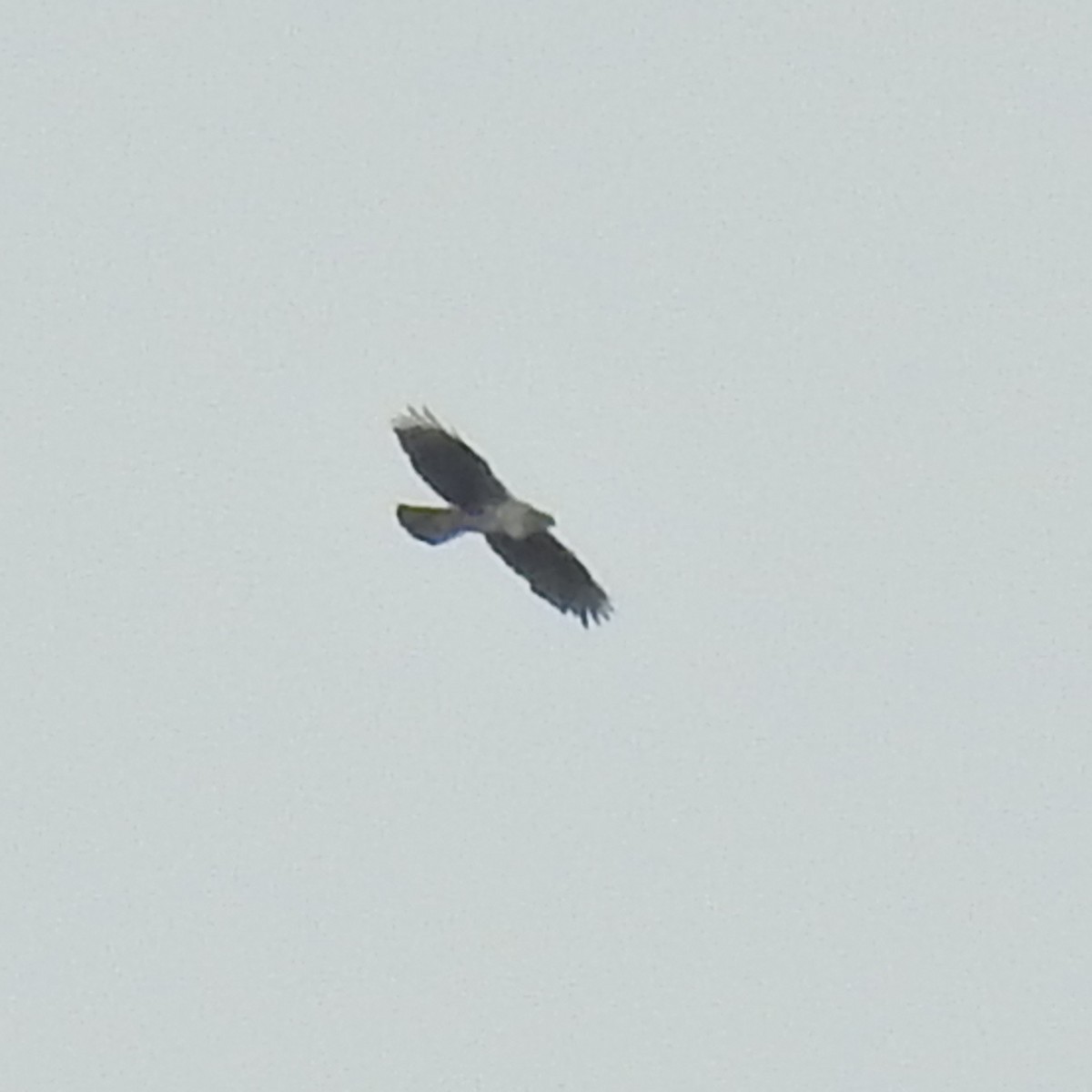 Харсун бүргэд - ML625170698