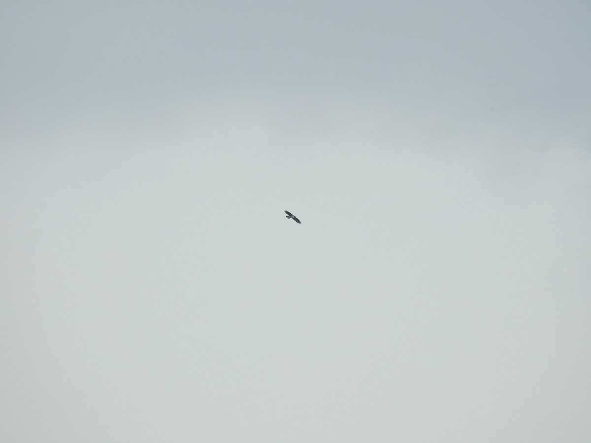 Харсун бүргэд - ML625170702