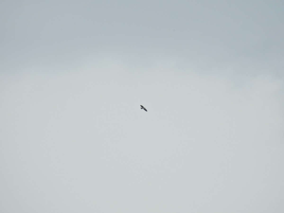 Харсун бүргэд - ML625170703