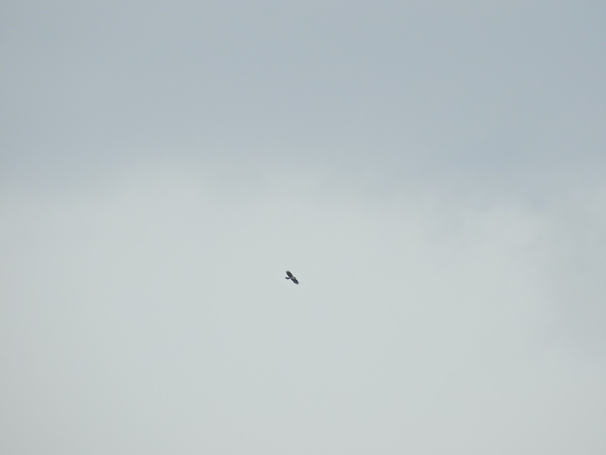 Habichtsadler - ML625170705
