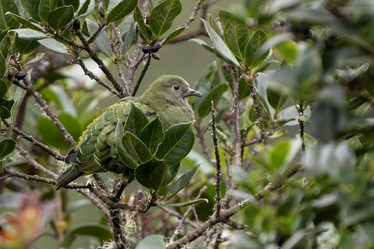 Pink-headed Fruit-Dove - ML625170754