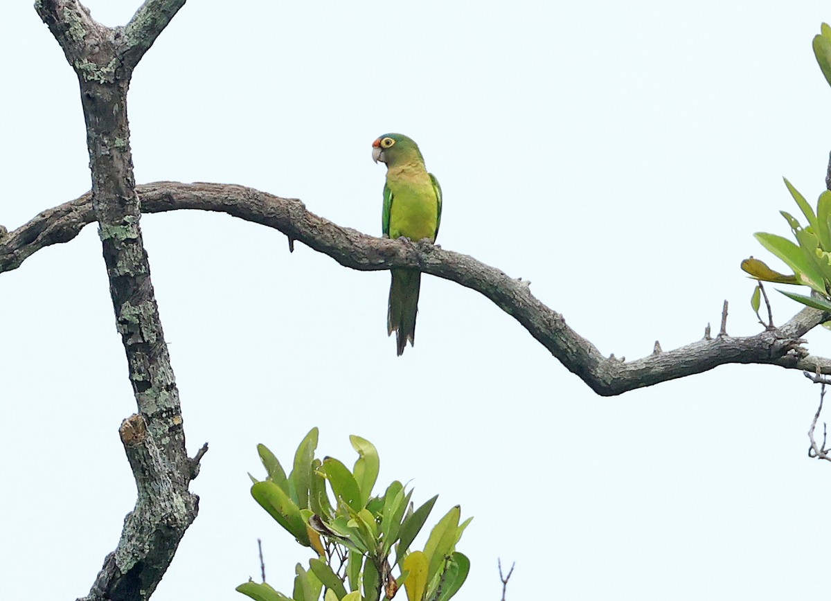 Orange-fronted Parakeet - ML625170763