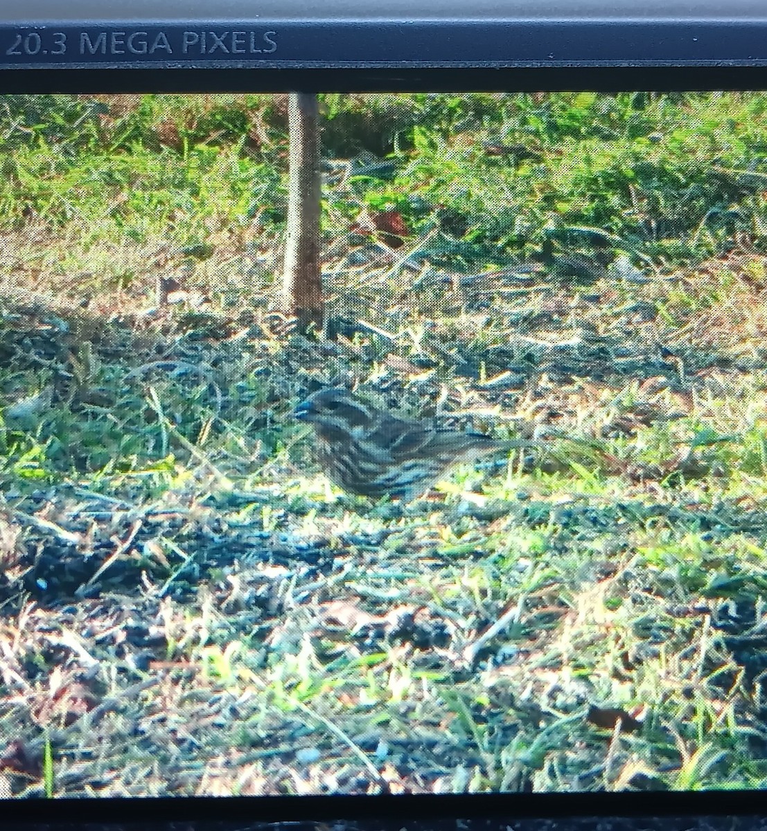 Purple Finch - ML625170812