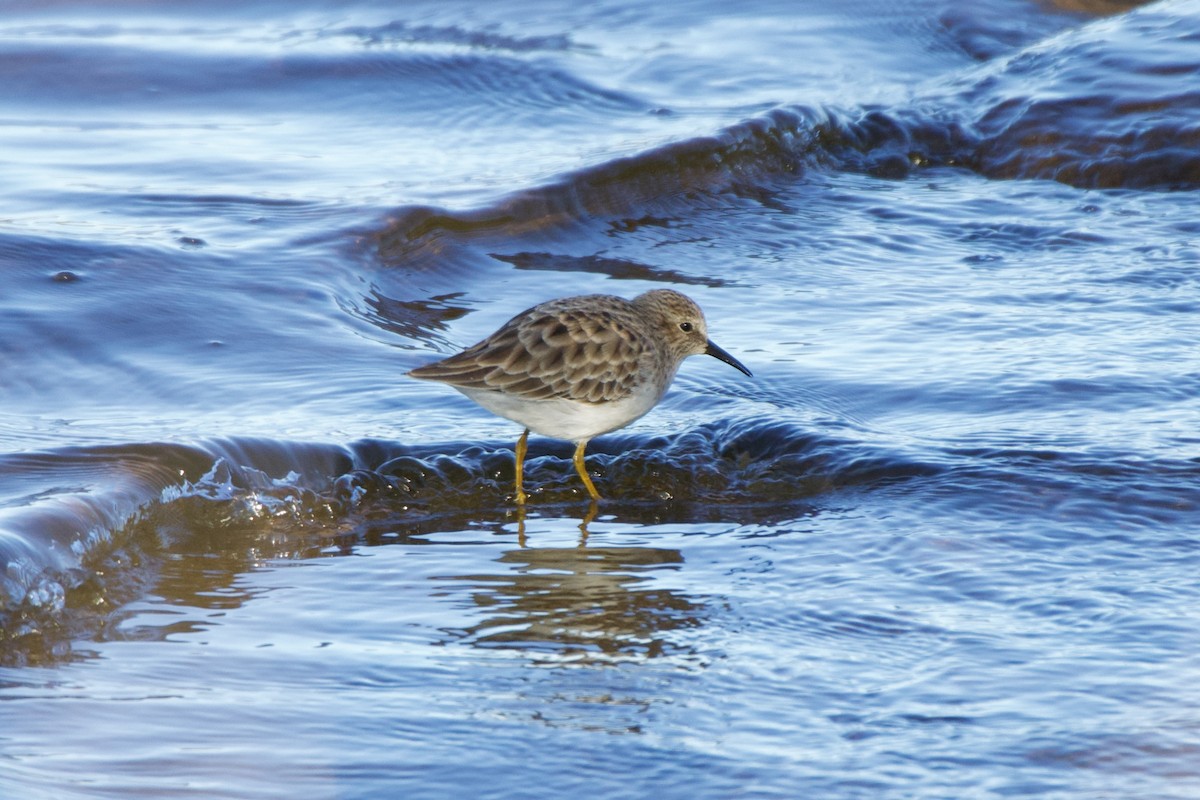 Least Sandpiper - ML625170860