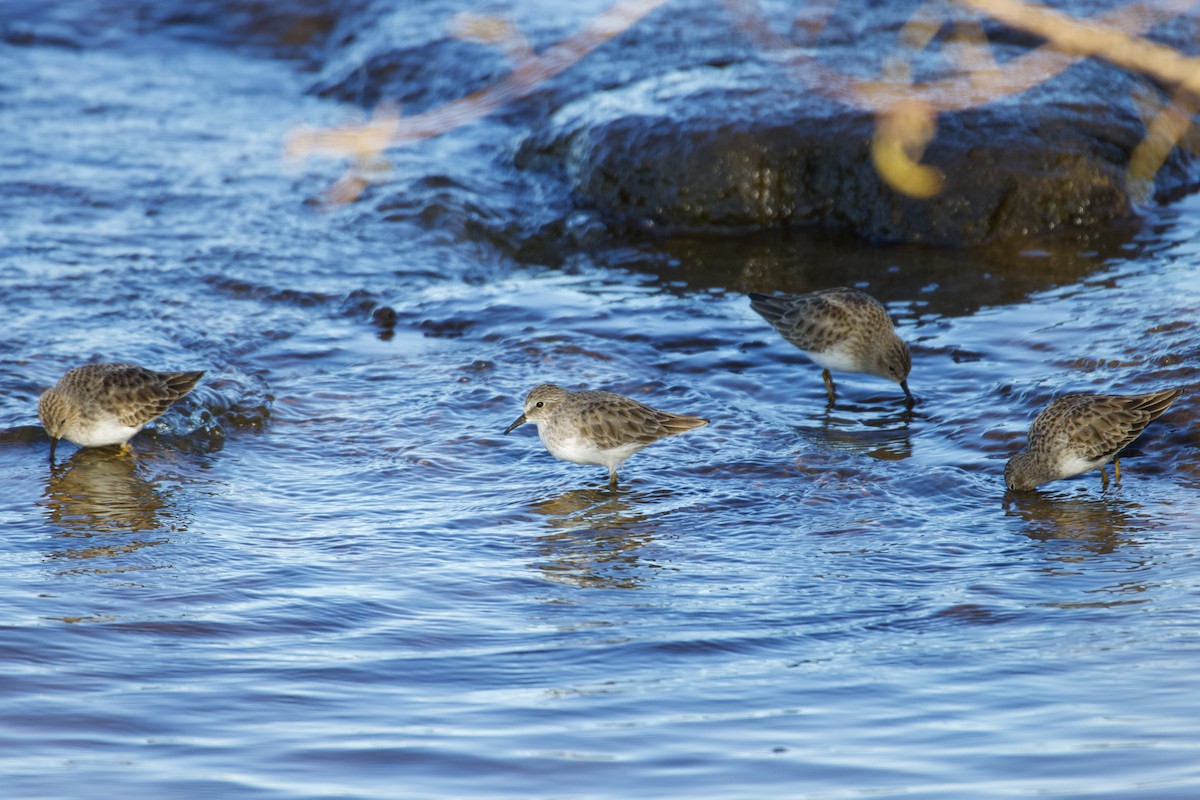 Least Sandpiper - ML625170861